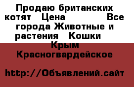 Продаю британских котят › Цена ­ 30 000 - Все города Животные и растения » Кошки   . Крым,Красногвардейское